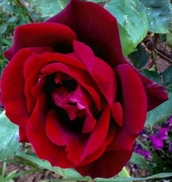 Close-up of red rose