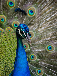 Close-up of peacock