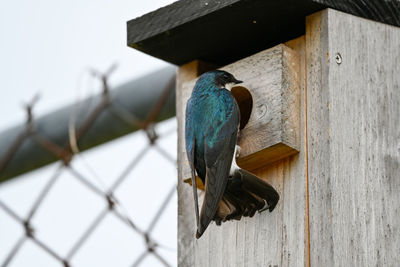 Low angle view of bird perching on wood