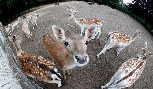 High angle view of deer