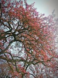 Low angle view of pink flowers