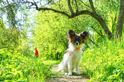 Portrait of dog on field