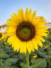 Close-up of sunflower