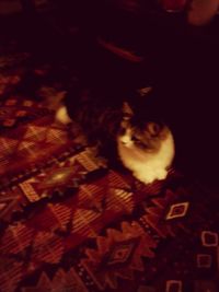 Cat looking away