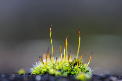 Close-up of plant against blurred background