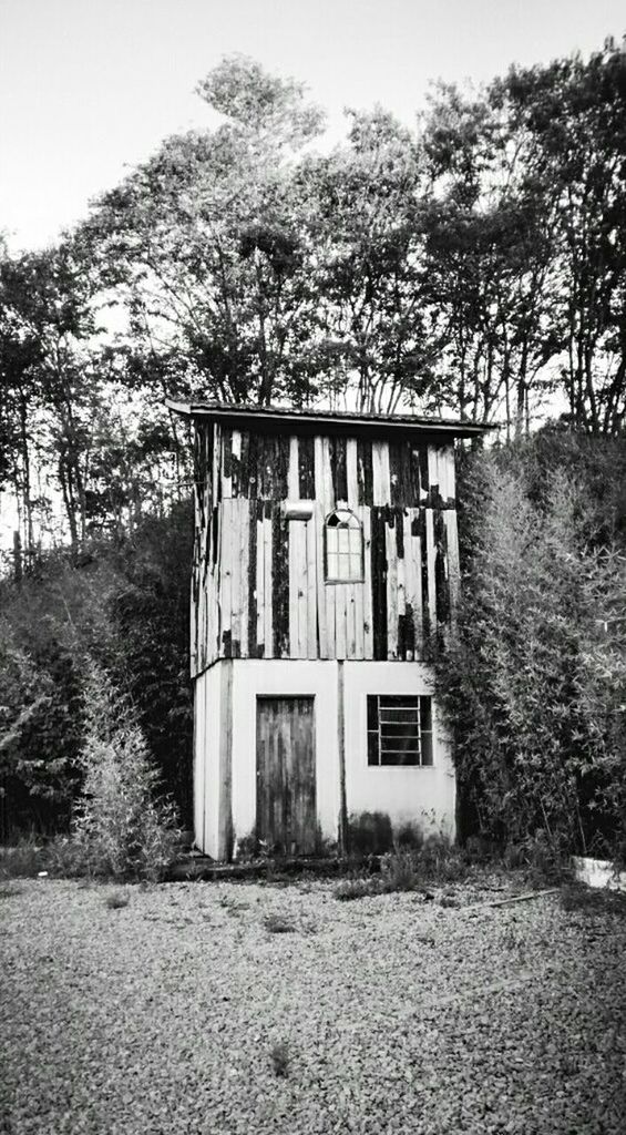 tree, architecture, built structure, building exterior, clear sky, day, house, sky, outdoors, no people, old, abandoned, growth, nature, field, fence, window, sunlight, plant, tranquility