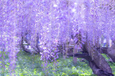 Close-up of purple flowering plants