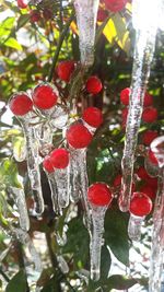 Close-up of red berries on tree