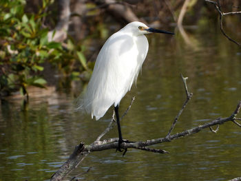 Bird perching on a tree