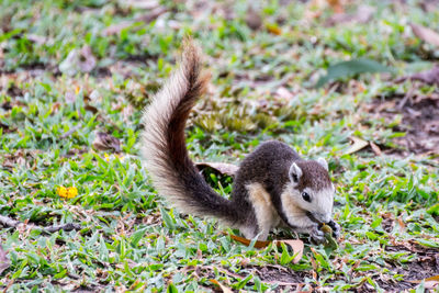 Close-up of squirrel on grass