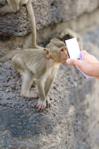 Monkey or crab-eating macaque looking mirror at phra prang sam yod lop buri, thailand.