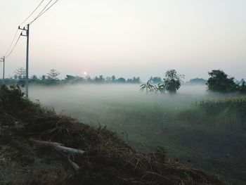 Trees on field against sky during foggy weather