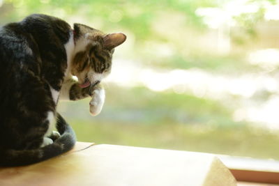 A tabby cat grooming against the background of fresh green