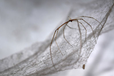 Close-up of spider on plant