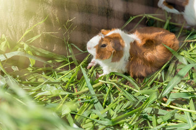 High angle view of rabbit eating grass