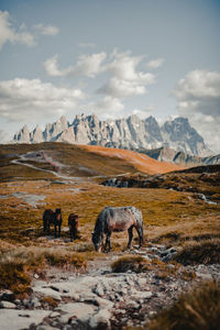 Horses on field against mountain