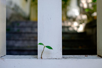 Close-up of plant