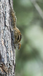 Close-up of squirrel on tree trunk