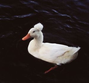 Close-up of swan swimming in lake