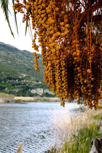 View of food in water on mountain