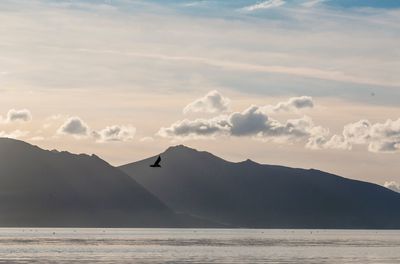 Silhouette bird flying over sea against sky