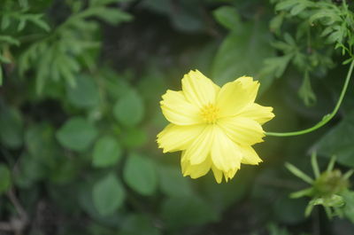 Close-up of yellow flowering plant