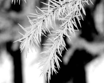 Close-up of plant against blurred background