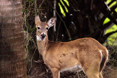 White-tailed deer odocoileus virginianus in the wetland and marsh at the myakka river state park