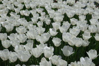 Full frame shot of flowers