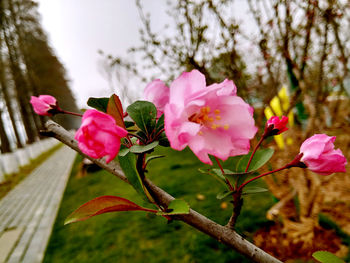 Close-up of pink flowers blooming on tree