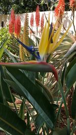 Close-up of flower blooming outdoors