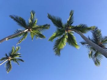 Low angle view of palm tree against blue sky