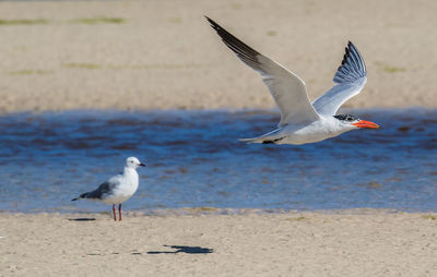 Seagulls flying over sea shore