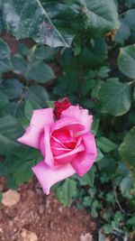 Close-up of pink rose blooming outdoors