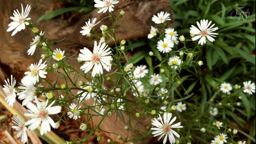 High angle view of white flowers