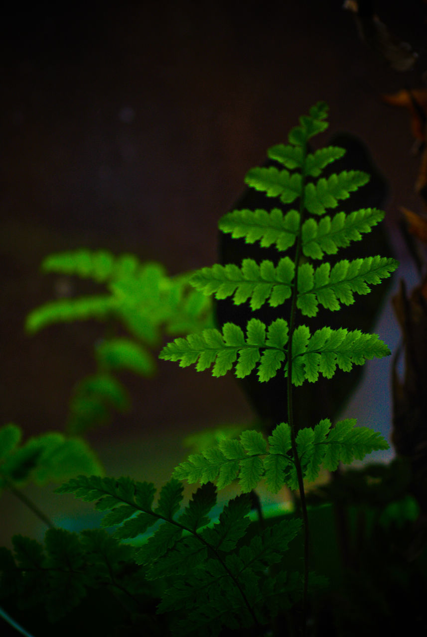 CLOSE-UP OF GREEN LEAVES ON PLANT