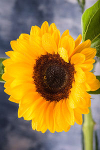 Close-up of sunflower