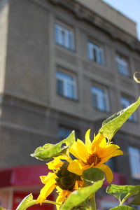 Close-up of yellow flowers blooming outdoors