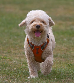 Portrait of a dog on field