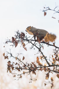 Low angle view of squirrel on branch against sky