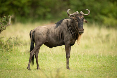 Wildebeest standing on grassy land