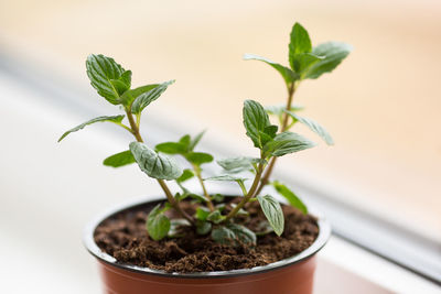 Close-up of potted plant