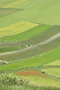 Scenic view of agricultural field