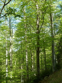 Low angle view of bamboo trees in forest