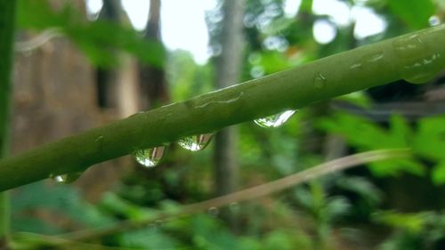 Close-up of wet plant leaves during rainy season