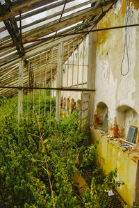 Plants in abandoned building