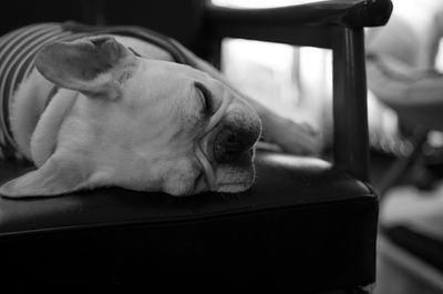 French bulldog sleeping on chair at home