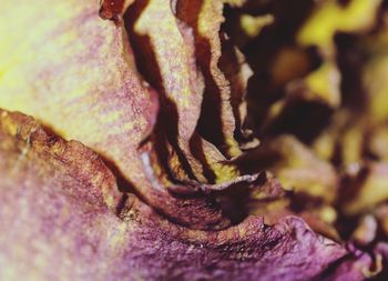 Full frame shot of tree trunk