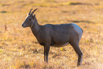 Side view of horse on field