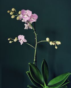 Close-up of pink flowering plant 